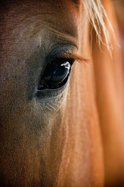 horse-eye-adam-romanowicz